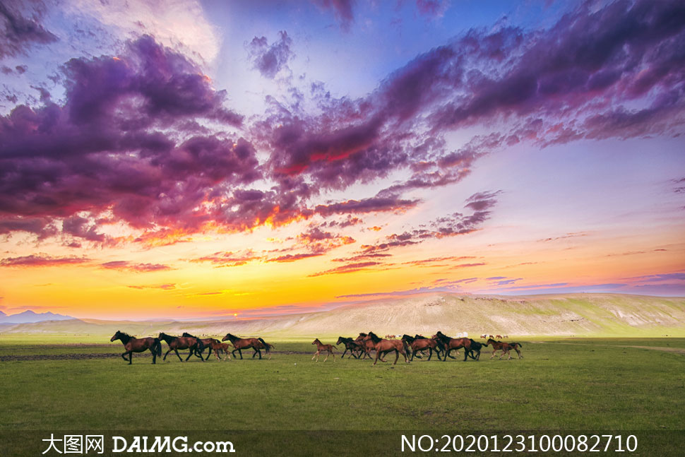 黄昏下草原上奔腾的骏马摄影图片