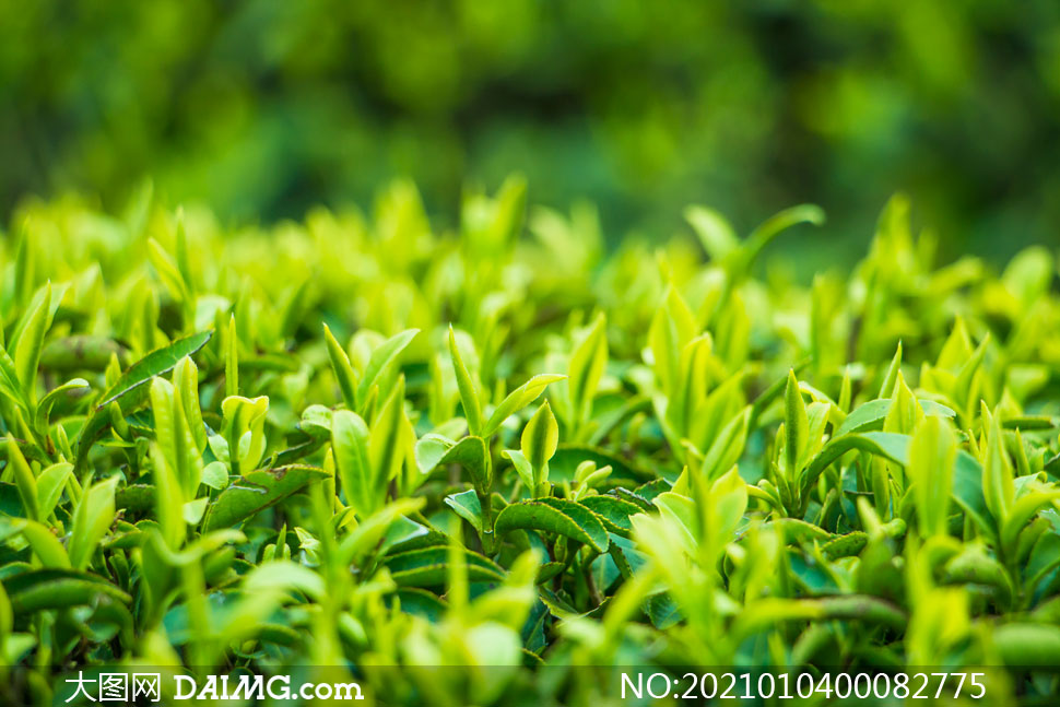 春季茶园中的茶叶幼芽特写摄影图片