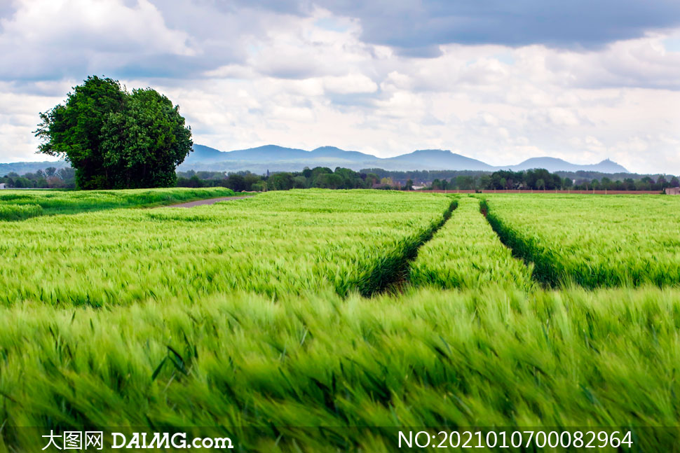 田野中的麦田景观摄影图片