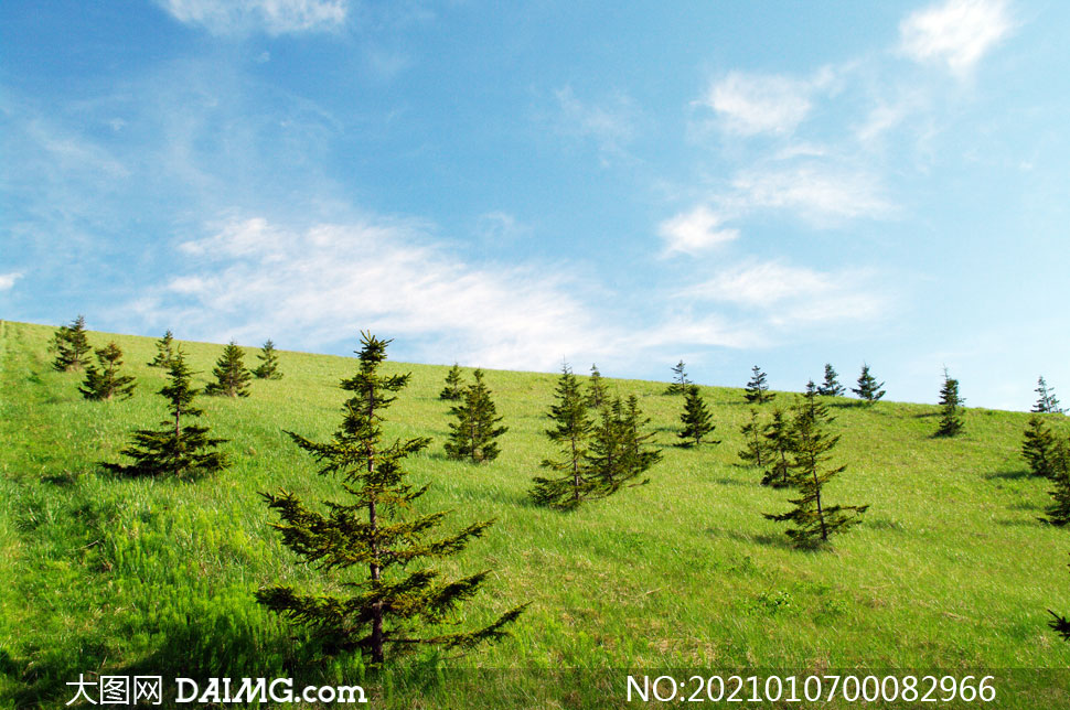 山坡上的绿色草地和树木摄影图片