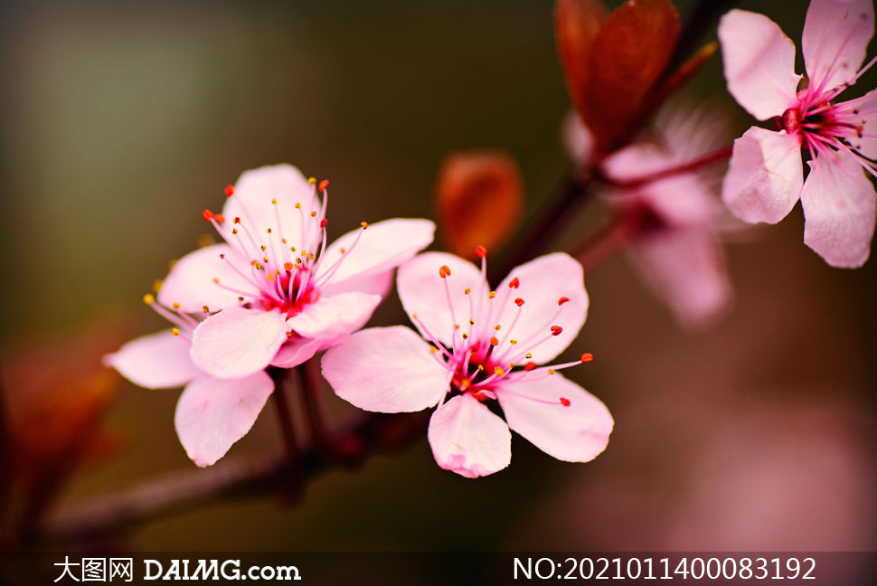 花枝上盛开的粉色樱花和花蕊摄影图片