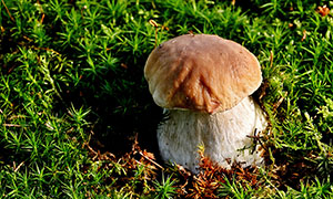 草叢中的野生蘑菇特寫攝影圖片