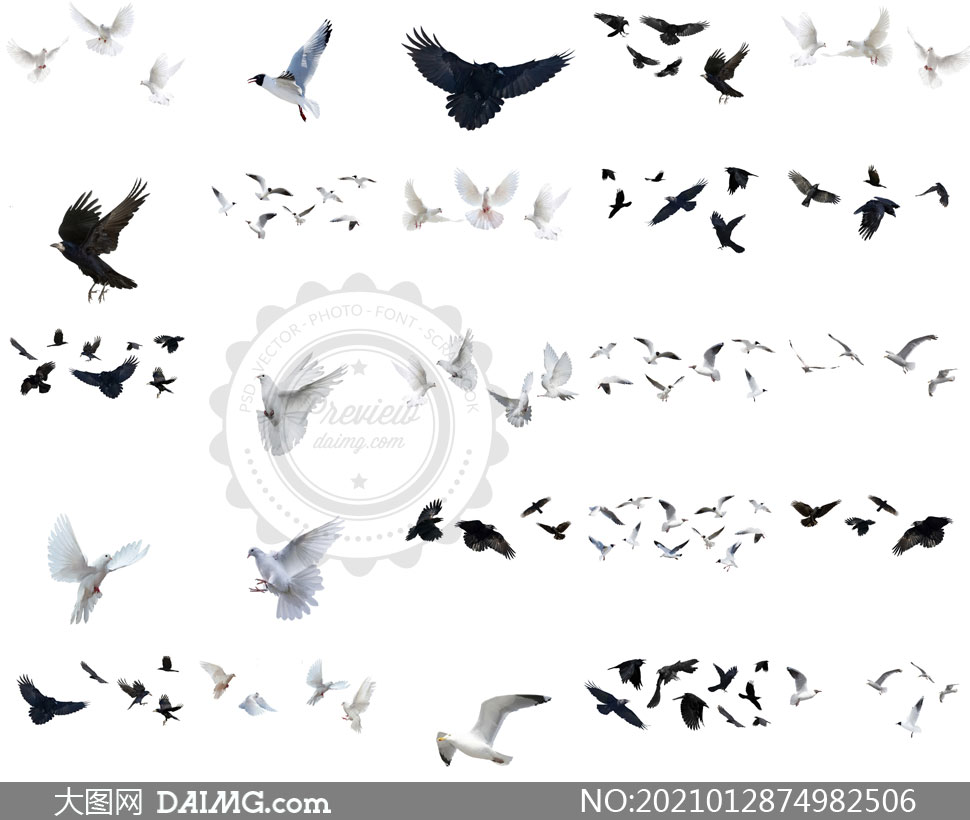鸽子与海鸥等飞鸟后期合成高清图片_大图网图片素材