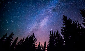 夜晚星空下的树林摄影图片