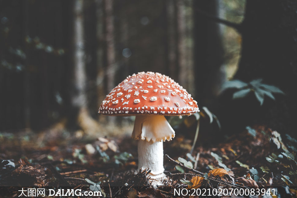 树林中的红色蘑菇特写摄影图片_大图网图片素材