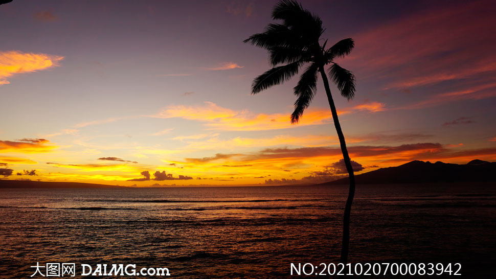傍晚海边椰树剪影摄影图片