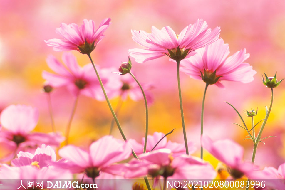 盛开的粉色花朵摄影图片_大图网图片素材