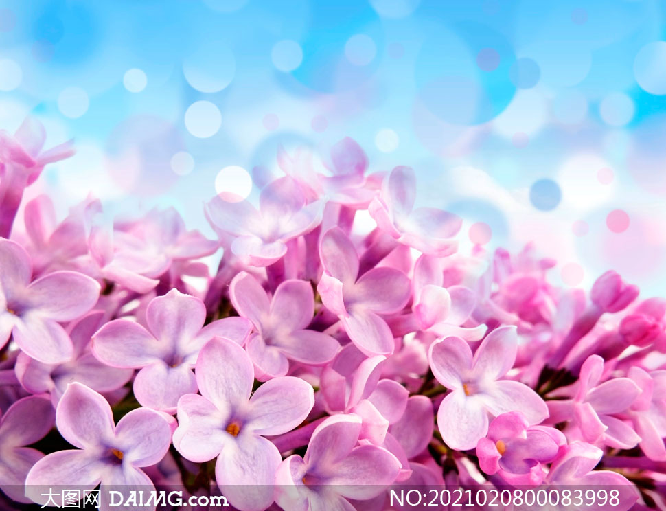 梦幻的粉色花朵特写摄影图片
