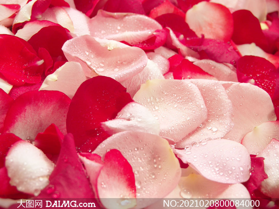 平铺的玫瑰花瓣背景摄影图片
