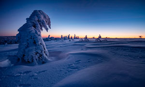 冬季早晨美丽的雪景和武松摄影图片