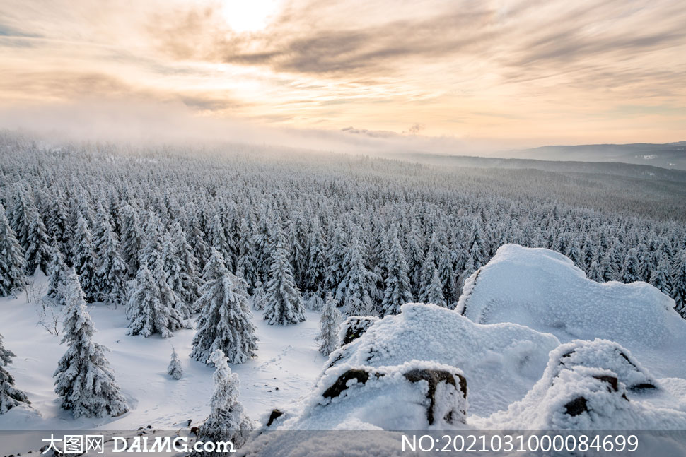 冬季雪松和森林雪后美景摄影图片