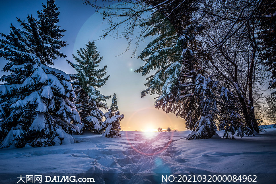 早晨阳光下的雪松和雪景摄影图片