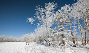 冬天銀裝素裹樹木風光攝影原片素材
