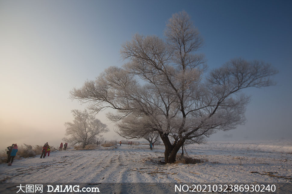 寒冷冬天大树雪景风光摄影原片素材