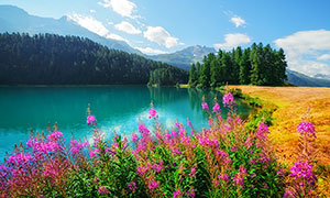 湖边山路和盛开的野花摄影图片