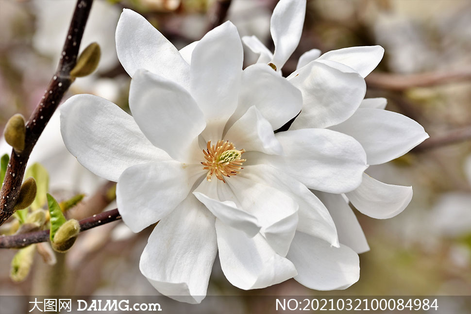 枝头上盛开的白玉兰花摄影图片