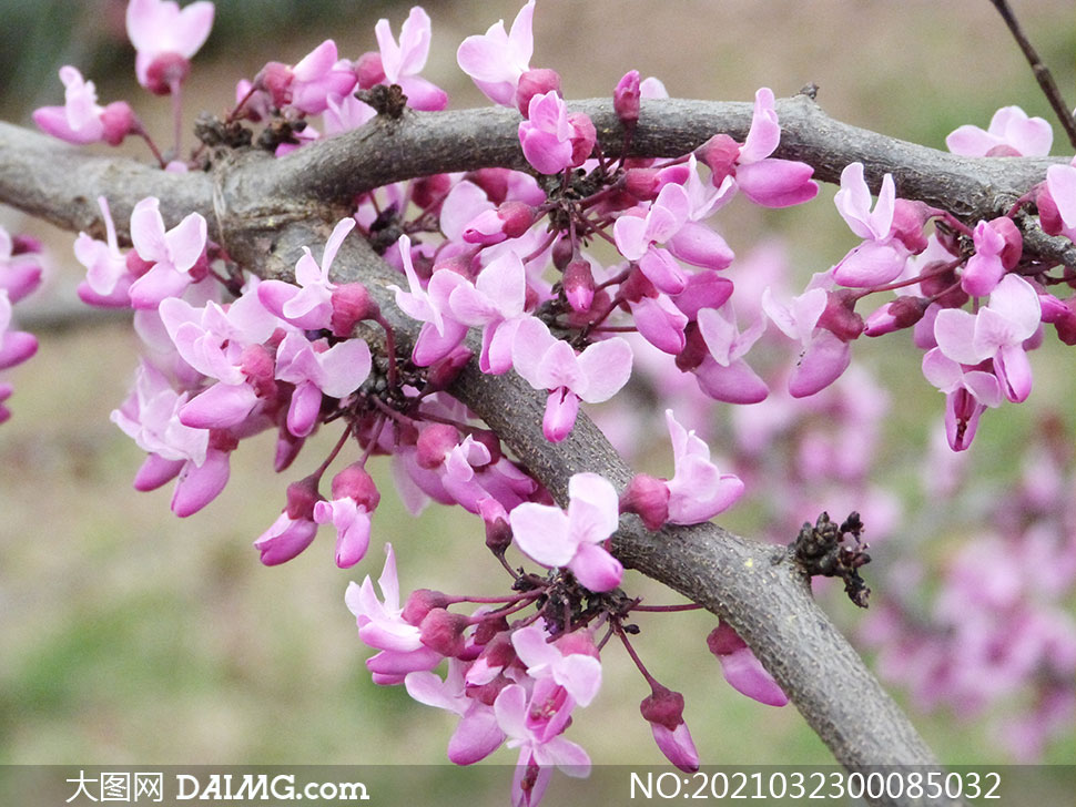 树上绽放的粉红色紫荆花摄影图片