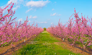 蓝天白云下的桃花林摄影图片