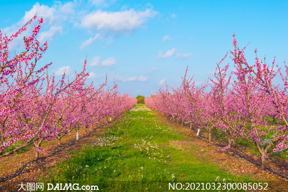 蓝天白云下的桃花林摄影图片_大图网图片素材