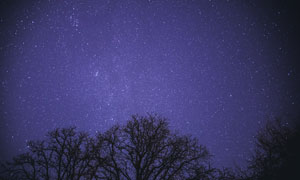 繁星下的树木美景摄影图片