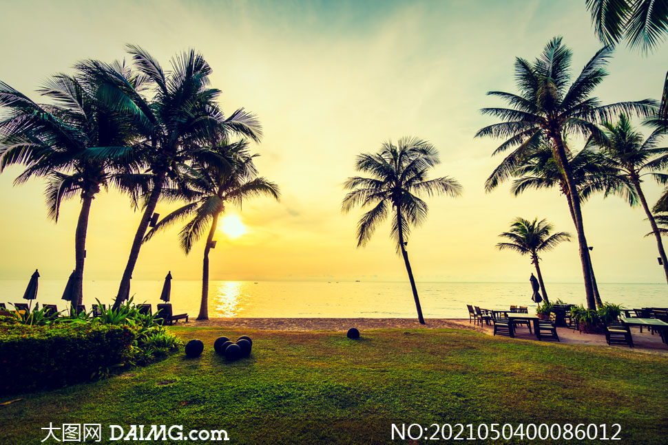 夕阳下的海边椰子树摄影图片