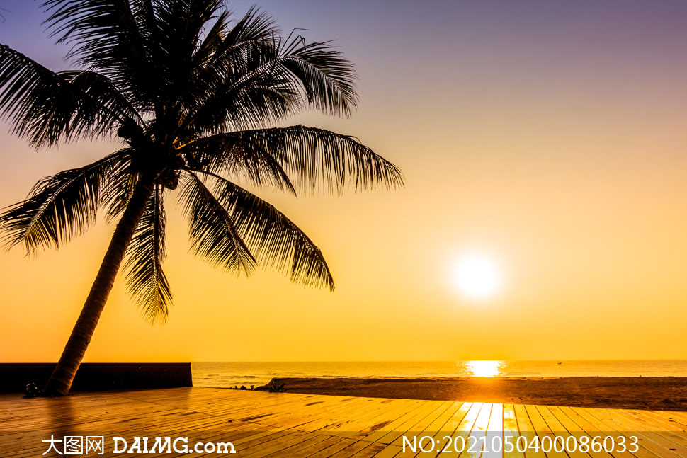 夕阳边的椰子树摄影图片
