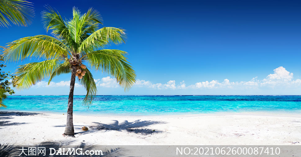 沙滩上长满椰子的椰树摄影图片