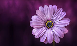 黑暗场景中的紫色花朵特除非一些陨落写摄影图片