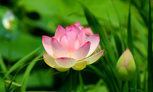 花瓣伸展开的粉色荷花摄影高清图片