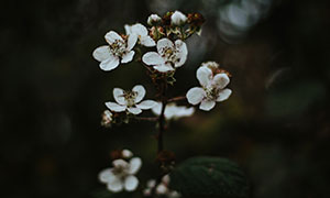 野外白花植物近景特写摄影高清图片