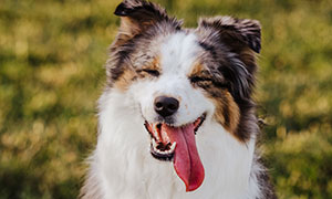 伸着长舌头眯着眼的狗摄影高清图片