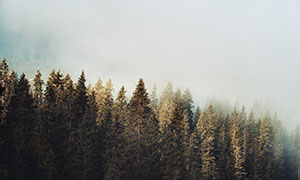浓雾扩散茂密树林风光摄影高清图片