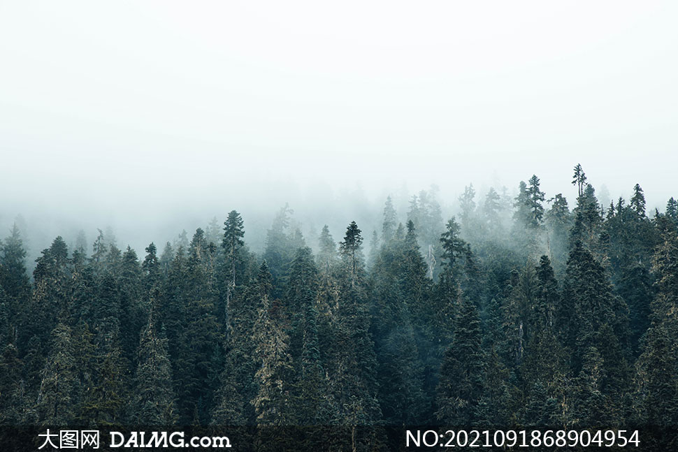 乳白色雾气下笼罩着的树林高清图片