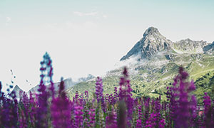 高山植被花草自然風(fēng)光攝影高清圖片