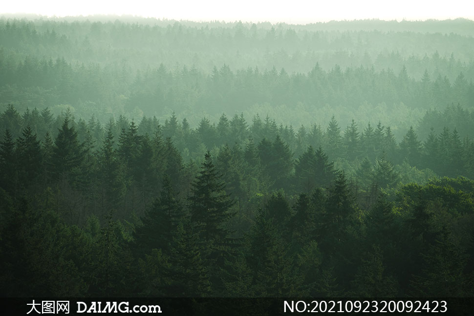 雾气之中茂密森林风景摄影高清图片