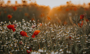 田地里的花草植物逆光摄影高清图片