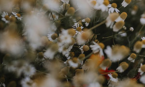花田里盛开的菊花特写摄影高清图片