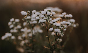 盛开白色的小菊花特写摄影高清图片