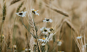 麦田里的菊花植物特写摄影高清图片