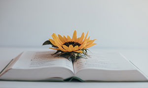 一朵花與打開的書特寫攝影高清圖片