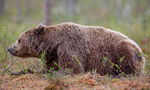 荒郊野外树林中的棕熊摄影高清图片