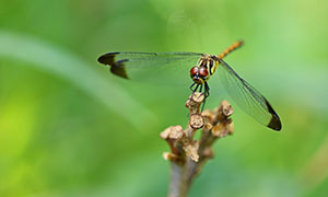 枯枝上的一只蜻蜓特写摄影高清图片