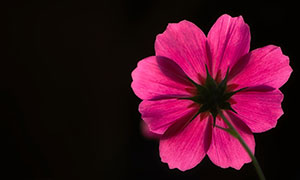 透亮效果植物花瓣特写摄影高清图片