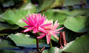 池塘里绽放的鲜艳荷花摄影高清图片