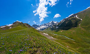 藍(lán)天雪山與山坡上的花草叢攝影圖片