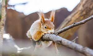 趴在树枝上的一只松鼠摄影高清图片