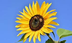 几只蜜蜂到访的向日葵摄影高清图片