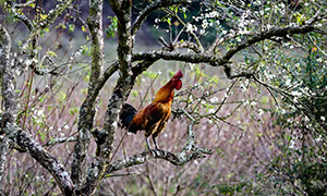 树枝上引吭高歌的公鸡摄影高清图片