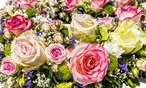 花團錦簇的玫瑰等花朵攝影高清圖片