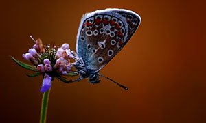 含苞待放植物上的蝴蝶特写高清图片